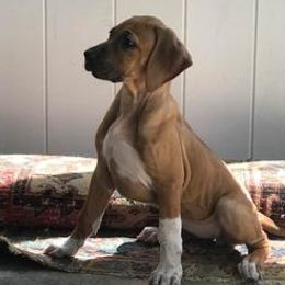 Rhodesian Ridgeback Puppies from Whirlaway Rhodesian Ridgebacks