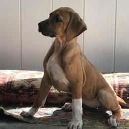 Rhodesian Ridgeback Puppies from Whirlaway Rhodesian Ridgebacks