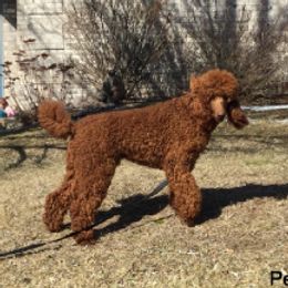 Percy - Poodle