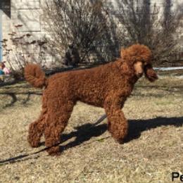 Percy - Poodle