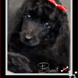 Poodle Puppies from Countryside Standard Poodles