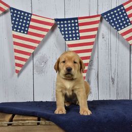 Labrador Retriever Puppies from Farmhouse Labradors