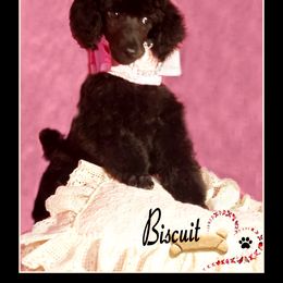 Poodle Puppies from Countryside Standard Poodles