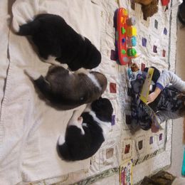 Akita Puppies from BleuMoon Akitas