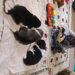 Akita Puppies from BleuMoon Akitas