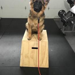 German Shepherd Puppies from Lost Creek German Shepherds LLC