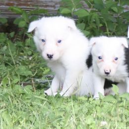 Bloodhound and Border Collie Puppies from Whisenhunt Farms Border Collies