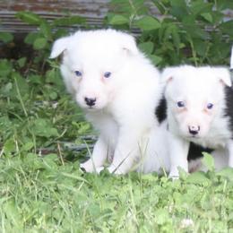 Bloodhound and Border Collie Puppies from Whisenhunt Farms Border Collies
