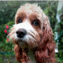 Cockapoo adult dog
