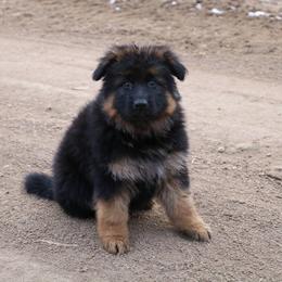 German Shepherd Puppies from Lost Creek German Shepherds LLC