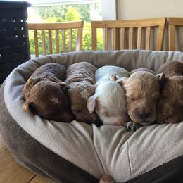 Labradoodle Puppies from Auburn Sky Labradoodles