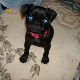 Boston Terrier and Pug Puppies from Menagerie Magnifique
