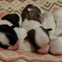 Havanese Puppies from Bedlem Havanese