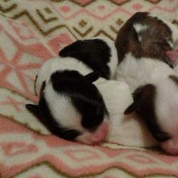 Havanese Puppies from Bedlem Havanese