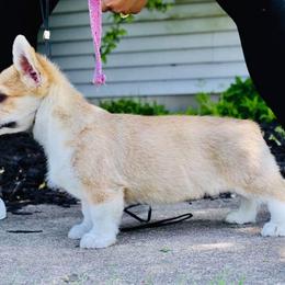 Pembroke Welsh Corgi Puppies from Edgewood Farm