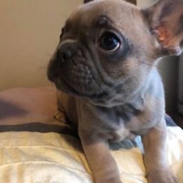 English Bulldog and French Bulldog Puppies from BB's Bulldogs