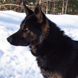 Moritz - German Shepherd