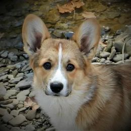 Rue Bee Red Slippers - Pembroke Welsh Corgi