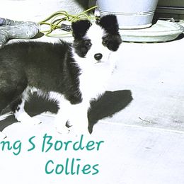 Border Collie Puppies from Flying S Ranch Border Collies