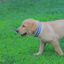 Labrador Retriever Puppies from Semko's All-Sports Dog