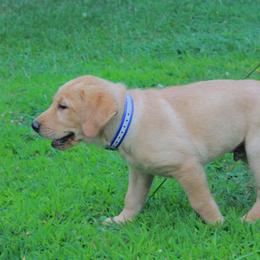 Labrador Retriever Puppies from Semko's All-Sports Dog
