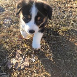 Pembroke Welsh Corgi Puppies from KBI FARM