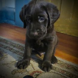 Labrador Retriever Puppies from Aisling Labradors of N.E. Florida