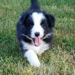 Border Collie Puppies from Royal Kennels