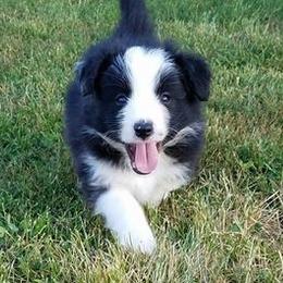 Border Collie Puppies from Royal Kennels