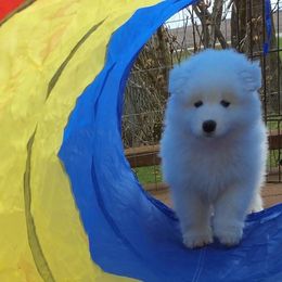  Puppies from El Samoyeds