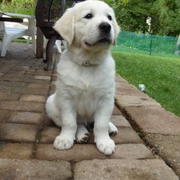 Golden Retriever Puppies from Chantilly Rose Hoffman's Puppies