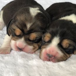 Beagle Puppies from Majestic Beagles