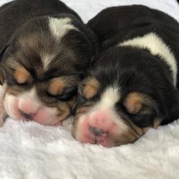Beagle Puppies from Majestic Beagles