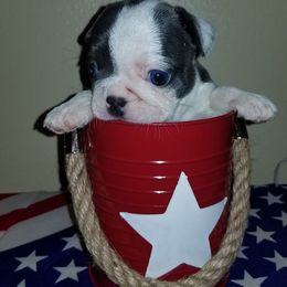 French Bulldog Puppies from Mama’s Frenchie Babies