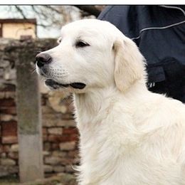 Watson - Golden Retriever