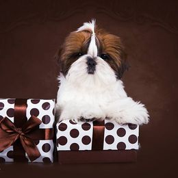 Shih Tzu Puppies from Vintage Garden Shih Tzu
