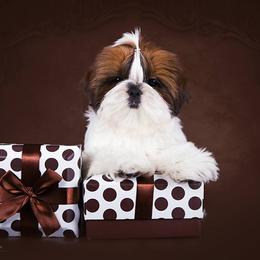 Shih Tzu Puppies from Vintage Garden Shih Tzu