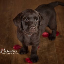 "Grace, c.2019" Labrador Retriever Puppies from Arctic Texan Labradors