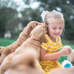 Goldendoodle Puppies from Rolling Oak Doodles