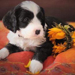 Australian Labradoodle Puppies from Mandevilla Labradoodles