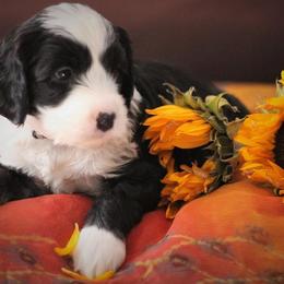 Australian Labradoodle Puppies from Mandevilla Labradoodles