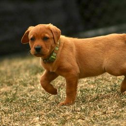Newfoundland Retrievers breeder of Labrador Retriever