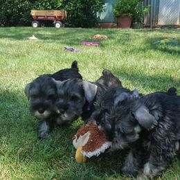 Miniature Schnauzer Puppies from Heavenly Miniature Schnauzers