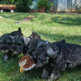 Miniature Schnauzer Puppies from Heavenly Miniature Schnauzers