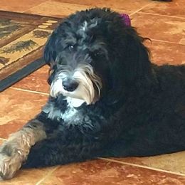 Piper - Bernedoodle