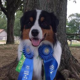 Australian Shepherds from N/a