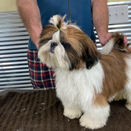 Shih Tzu Puppies from Willow Lane Shih Tzus