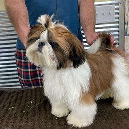 Shih Tzu Puppies from Willow Lane Shih Tzus