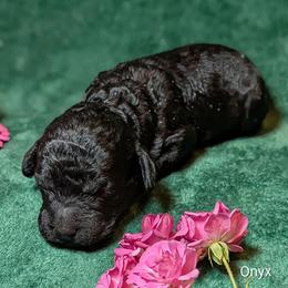 Onyx - Black male Cockapoo puppy in Sunset, Louisiana from Cano Cockapoos
