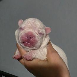 Male 2 - Cream male French Bulldog puppy in Warsaw, New York from Hillview Kennels